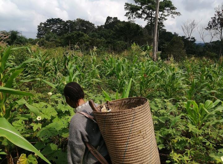 Permacultura en Guinea Ecuatorial
